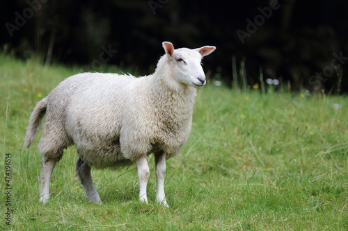 Schaf / Sheep / Ovis © Ludwig
