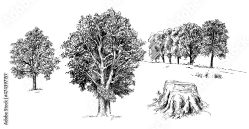 hand drawn trees isolated on white
