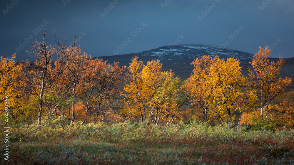 Colorful leaves on the trees in autumn along the Wilderness Road on the Stekenjokk plateau in Lapland in Sweden, dark clouds over snowy mountains. Colorful leaves on the trees in autumn along the Wilderness Road on the Stekenjokk plateau in Lapland in Sweden, dark clouds over snowy mountains.