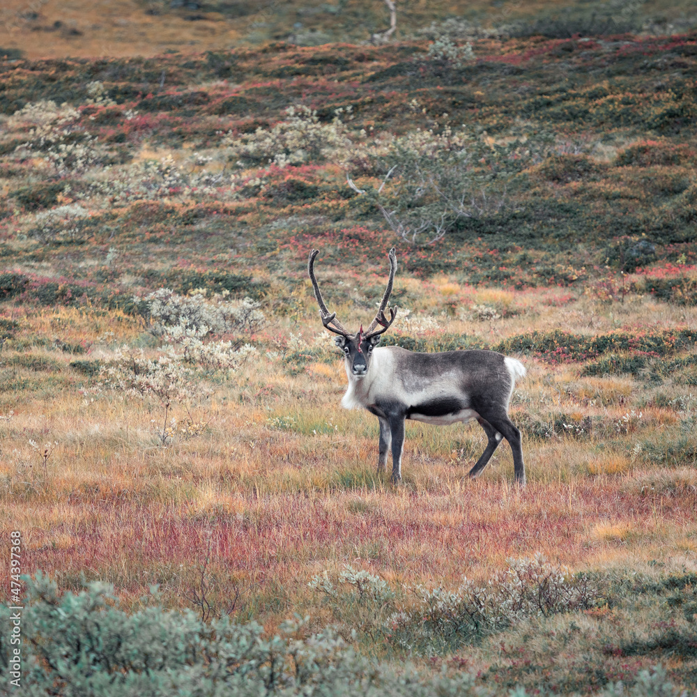 Fototapeta premium Reindeer in the countryside of Lapland on Stekenjokk plateau in autumn in Sweden.