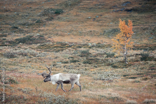 Reindeer in the countryside of Lapland on Stekenjokk plateau in autumn in Sweden. photo