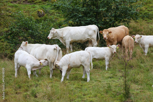 Wallpaper Mural Norwegen - Rinder / Norway - Cattles /. Torontodigital.ca