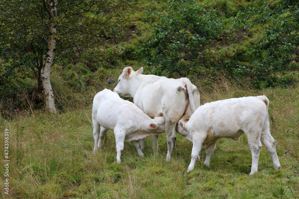 Obraz premium Norwegen - Rinder / Norway - Cattles /.