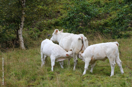 Fototapeta Naklejka Na Ścianę i Meble -  Norwegen - Rinder / Norway - Cattles /.