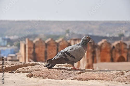 pigeon at fort boundary walls 