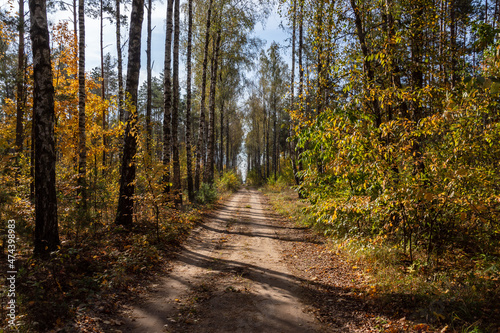 Jesień w brzozowym lesie, Podlasie, Polska