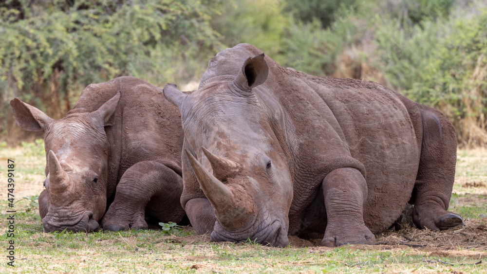 Obraz premium Ein Breitmaulnashorn Weibchen mit Jungtier frontal im Schatten ruhend