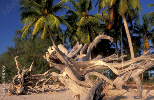 ZANZIBAR BWEJUU EASTCOAST LANDSCAPE photo