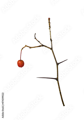 Dry twig with red berry and...