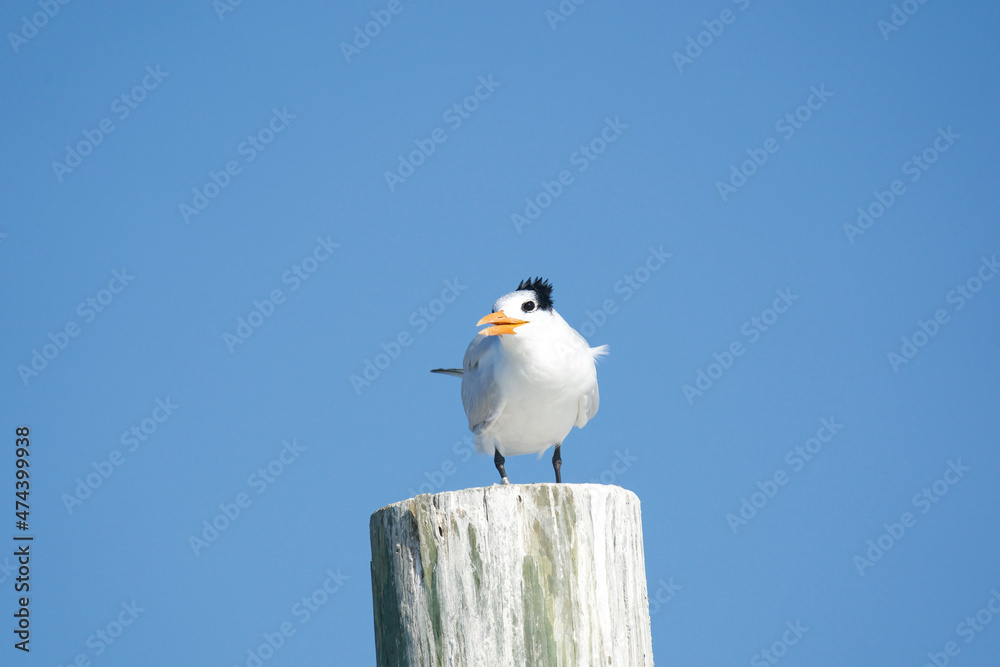 common tern enjoying the blue sky common tern enjoying the blue sky