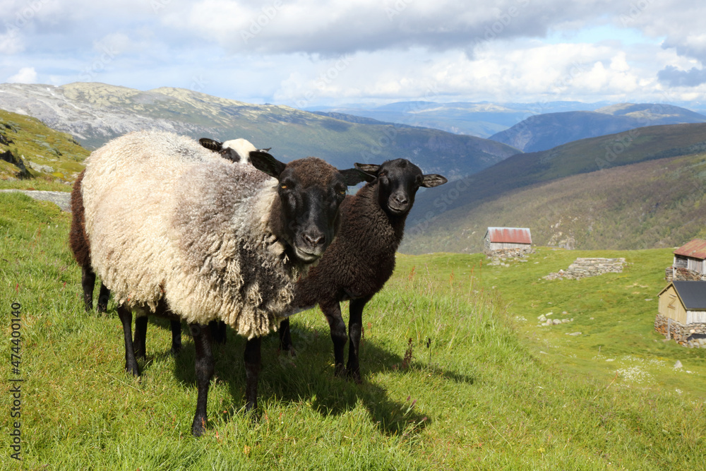 Obraz premium Schaf / Sheep / Ovis