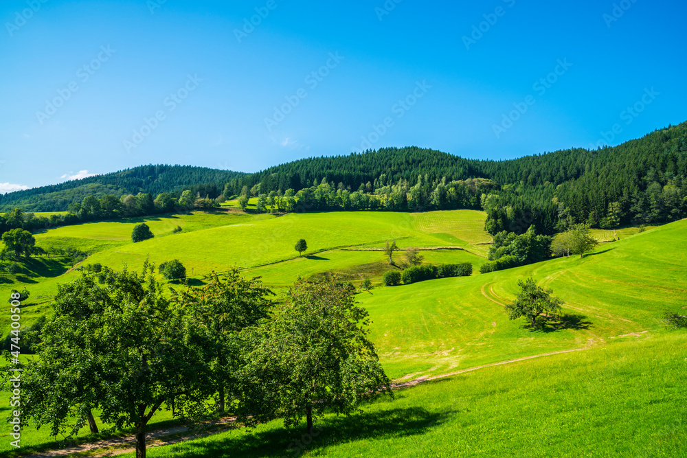 Germany, Beautiful green nature landscape of black forest holiday and tourism region at the edge of the forest in summer