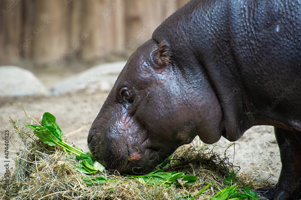 Close-up of a newborn pigmy hippopotamus feeding on green leaves at the zoo in Toronto, Ontario Canada. Close-up of a newborn pigmy hippopotamus feeding on green leaves at the zoo in Toronto, Ontario Canada.