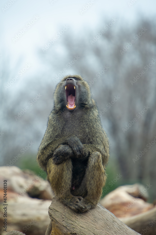 Olive baboon (Papio anubis) showing the teeth at the Toronto Zoo in Ontario  Canada. Stock Photo | Adobe Stock