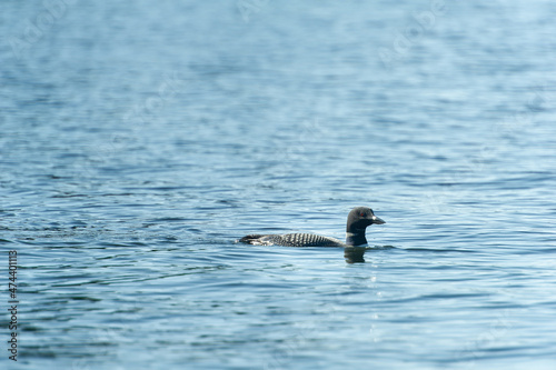 Common Loon (Gavia immer) on an Ontario lake in summer © AC Photography