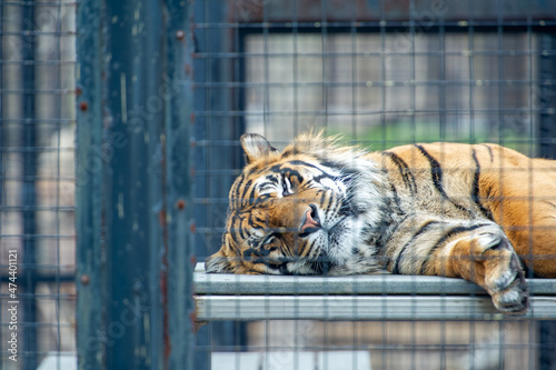Sumatran Tiger taking a nap inside the cage at the Toronto Zoo - Ontario, Canada