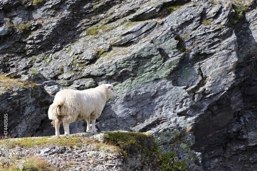 Schaf in Aurlandsvegen / Sheep at Aurlandsvegen / Ovis
