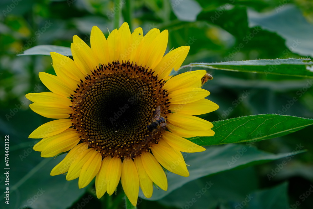Fototapeta premium 日本丸メモリアルパークのひまわり