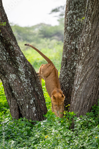 A young lion, fearful but also brave, jumping from an acacia tree, Lake Ndutu, Tanzania, Africa.