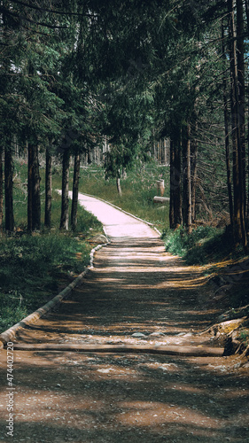 Fototapeta Naklejka Na Ścianę i Meble -  Trasa górska w tatrach, widok na las i drzewa