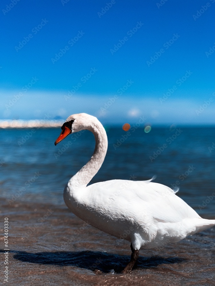 Obraz premium cygne at jesolo 