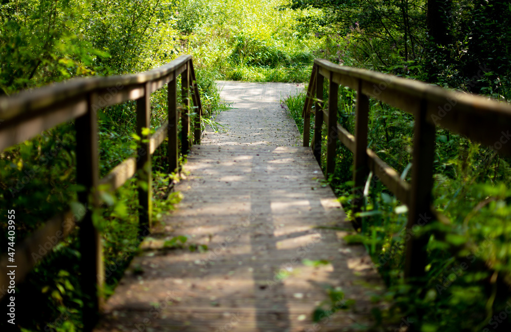 Wooden pathway, running through green forest.