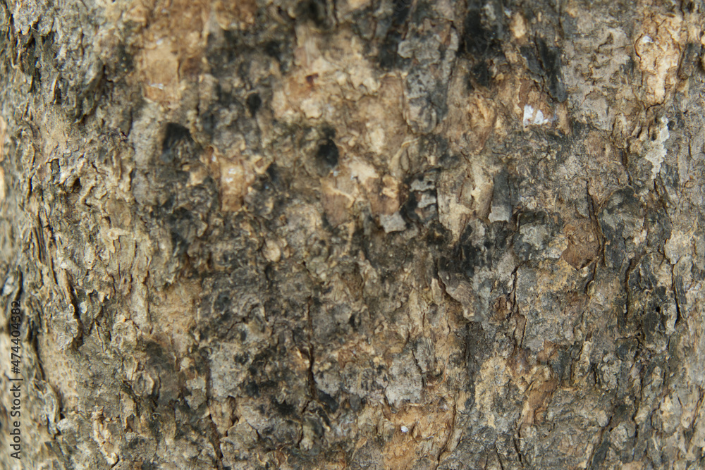 Blurred Bark pattern is seamless texture from tree. For backgrou Blurred Bark pattern is seamless texture from tree. For backgrou