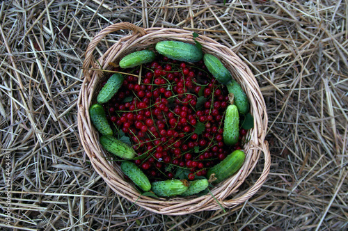 czerwona porzeczka i zielony ogórek w wiklinowym koszyku na słomie