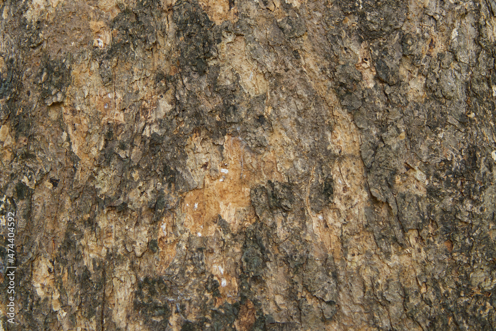 Select focus blurred pattern seamless texture from Bark tree. For background wood work, Bark of brown hardwood, thick bark hardwood, residential house wood. nature, trunk, tree, bark, hardwood, trunk Select focus blurred pattern seamless texture from Bark tree. For background wood work, Bark of brown hardwood, thick bark hardwood, residential house wood. nature, trunk, tree, bark, hardwood, trunk