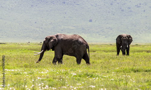 herd of elephants drinking water
