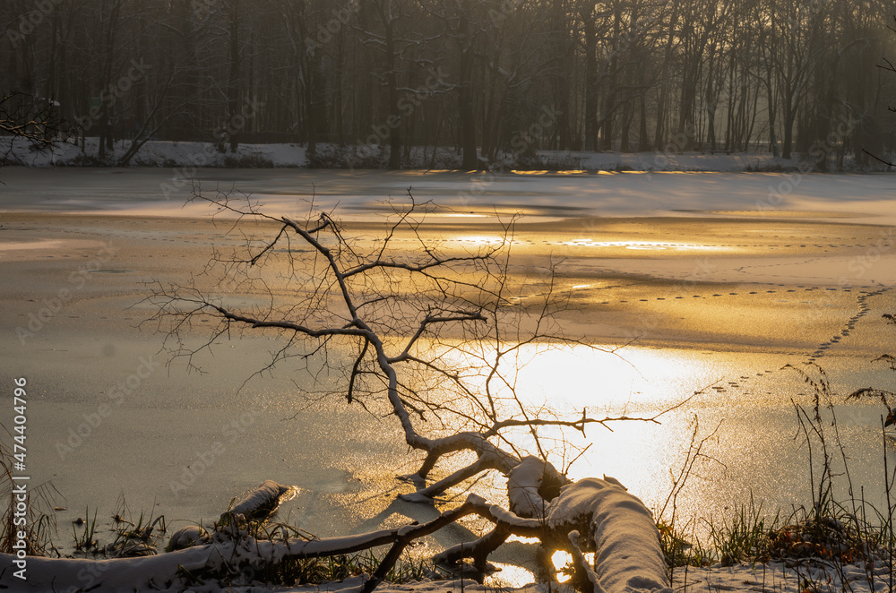 the sun surrounds the branch