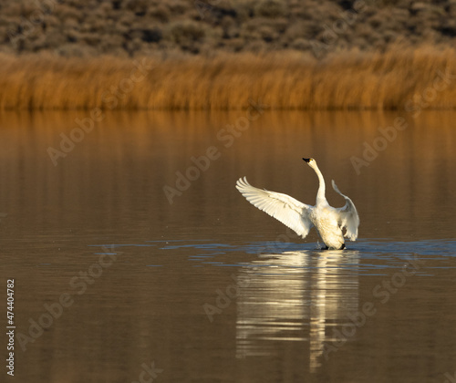 Fototapeta Naklejka Na Ścianę i Meble -  swan on the lake, tundra swan