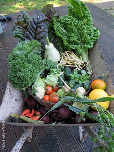 Fototapeta Naklejka Na Ścianę i Meble -  taczka pełna świeżych warzyw plony z ogrodu organicznego