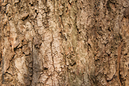 Select focus blurred pattern seamless texture from Bark tree. For background wood work, Bark of brown hardwood, thick bark hardwood, residential house wood. nature, trunk, tree, bark, hardwood, trunk