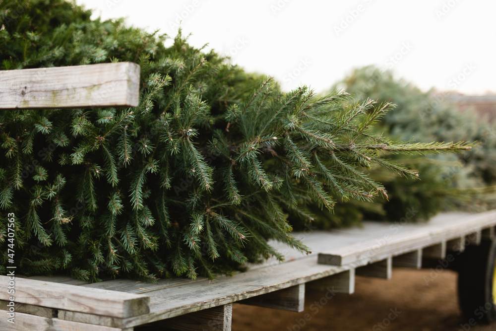 Close up of a fresh cut Christmas tree on tractor - obrazy, fototapety, plakaty 