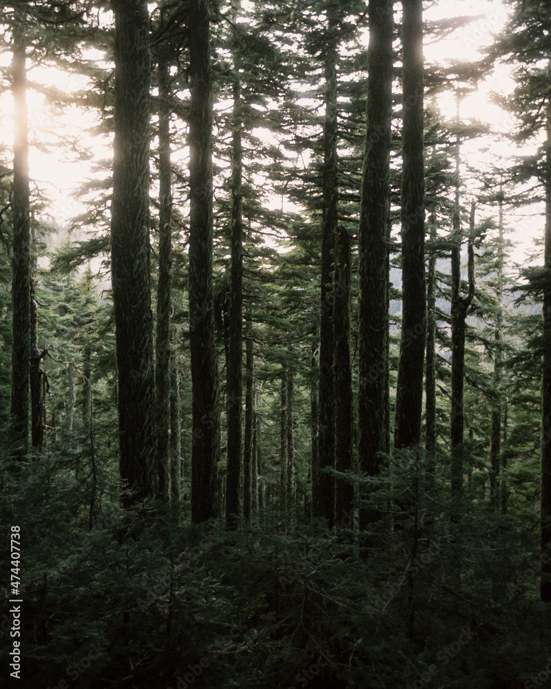 Summit Lake Trail in Ashford, Washington Summit Lake Trail in Ashford, Washington