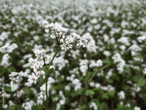 Pretty white buckwheat flowers on a field in summer closeup