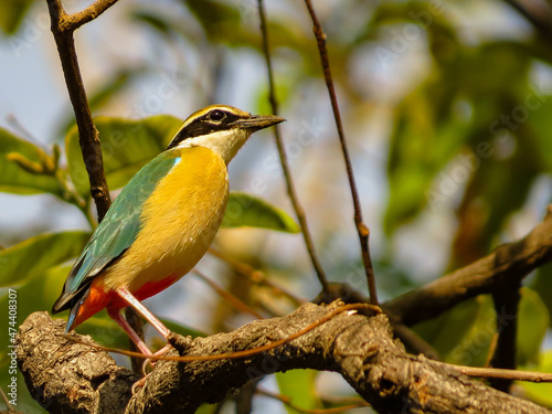 Indian pitta
