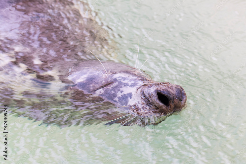 Fototapeta premium Halichoerus grypus Grey Seal in portrait mode