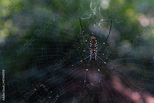 A giant wood spider, weaving its web.