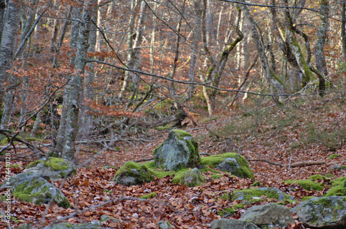 Rocks with moss. Autumn beech forest. Fallen leaves, brown hues.