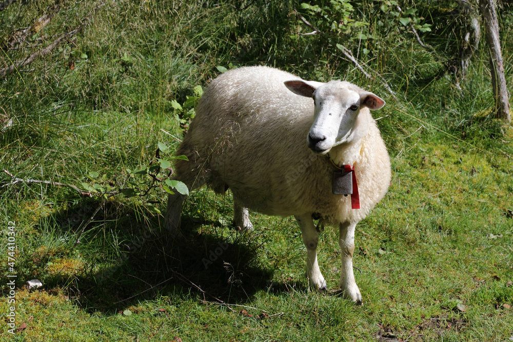 Fototapeta premium Schaf / Sheep / Ovis