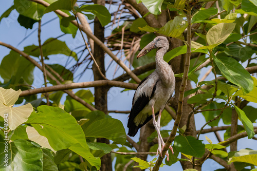 Open Bill Stork