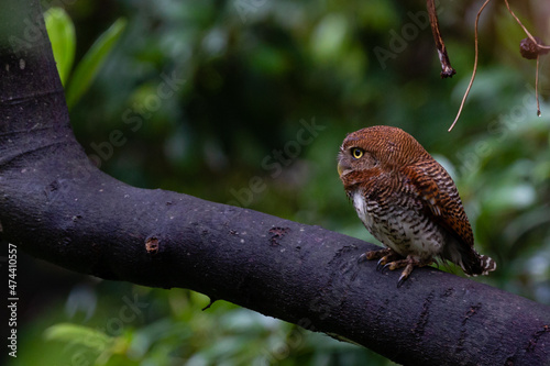 Jngle Owlet
