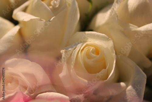 close up of pink rose