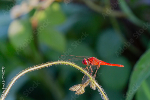 Crimson marsh Glider dragonfly