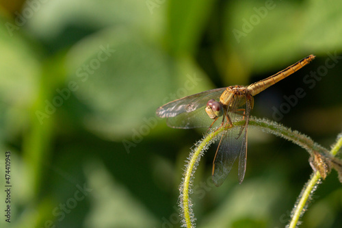 Globe skimmer Dragonfly