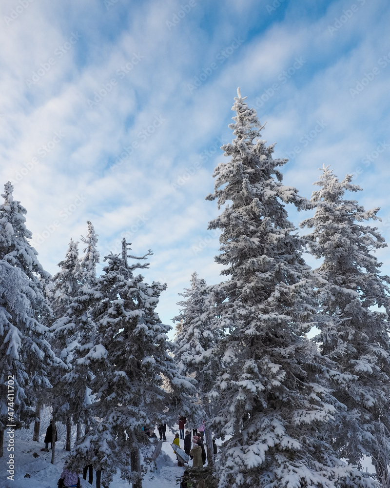 Very beautiful snowy winter forest after a snowfall. It's Christmas time. Very beautiful snowy winter forest after a snowfall. It's Christmas time.