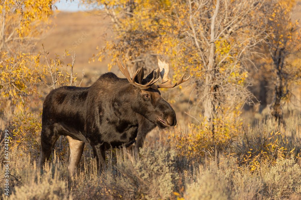 Bull Shiras Moose in Grand Teton National Park Wyoming in Autumn Bull Shiras Moose in Grand Teton National Park Wyoming in Autumn