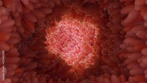 Photos medically accurate illustration of intestinal villi